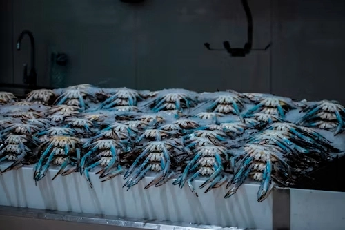 frozen crabs