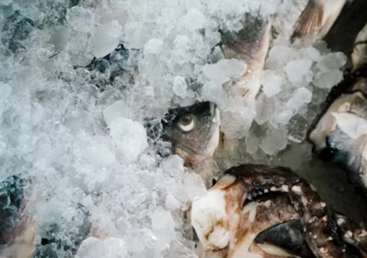 How Often Should an IQF Freezer Be Defrosted